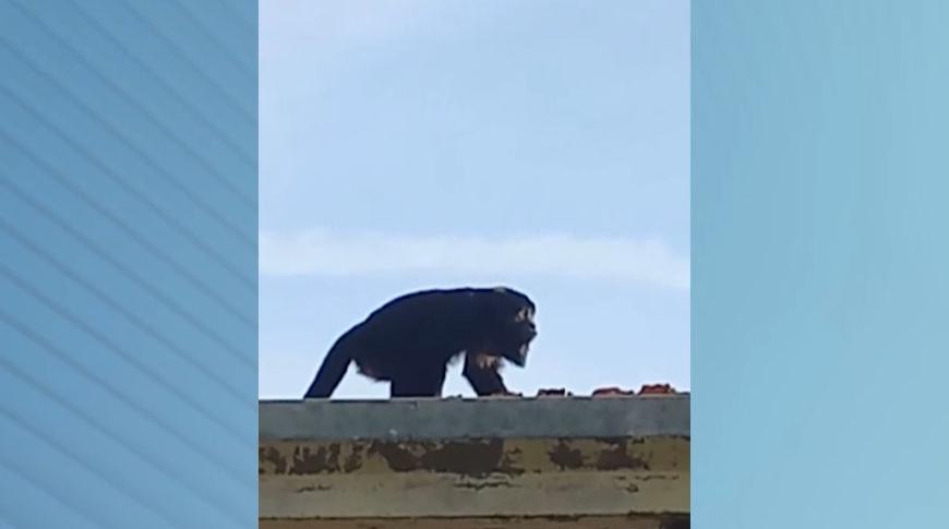 Flagrou tá na Record: Macaco Bugio é flagrado em telhado de casa em Rio Preto