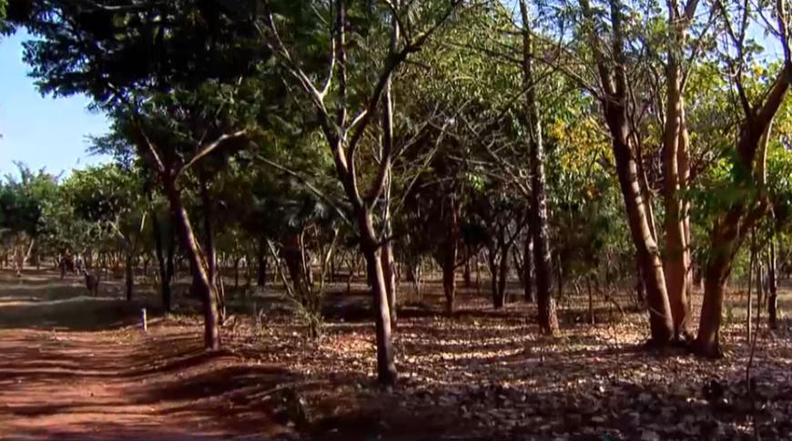 Rio Preto ganha floresta urbana com mais de duas mil árvores