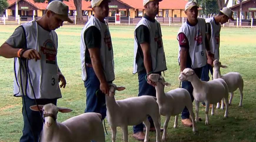 Rio Preto recebe feira de ovinos