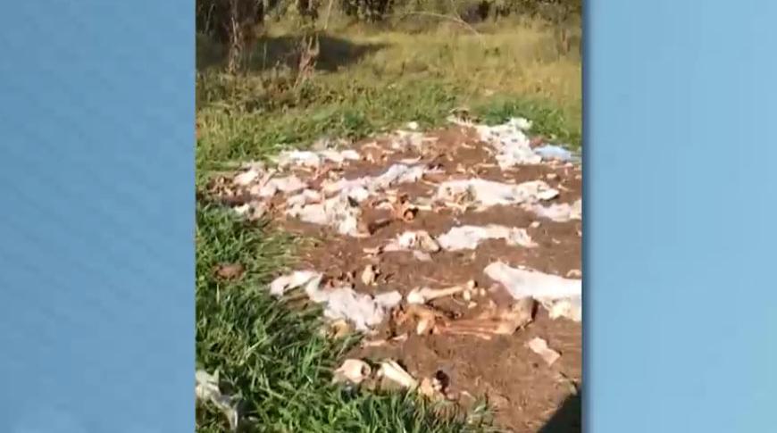 Descarte ilegal de ossadas em Rio Preto é analisado por Ministério Público