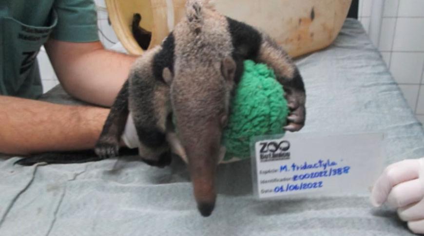 Zoológico de Rio Preto ganha 3 tamanduás
