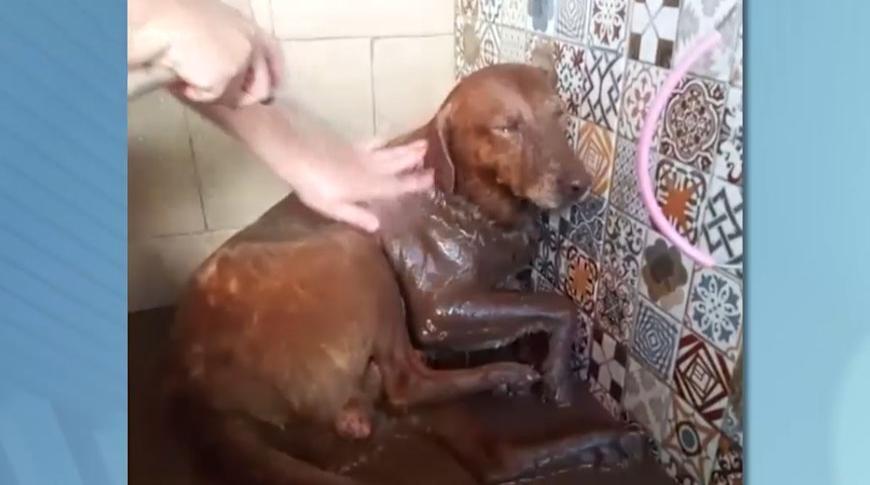 Flagrou, tá na Record: Cão é resgatado de galeria pluvial em Novo Horizonte