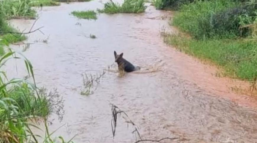Cão sobrevive à ataque de cobra sucuri em distrito de Votuporanga
