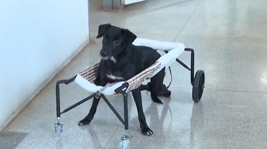 Equipamentos ajudam na reabilitação de cães em Rio Preto