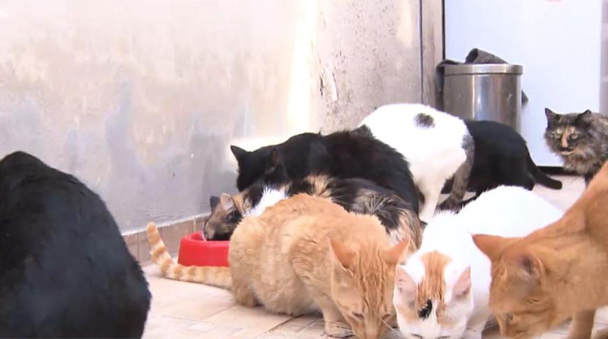 Ministério Público pede plano de controle populacional de gatos de rua em Rio Preto