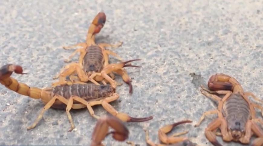 Cresce número de acidentes com escorpiões em Rio Preto