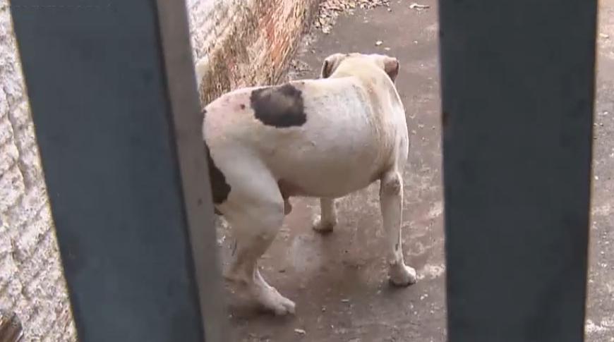Moradores de Rio Preto denunciam abandono de cão