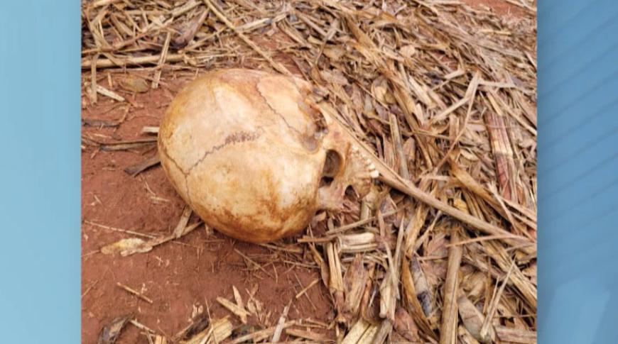 Crânio é encontrado em área rural de Potirendaba