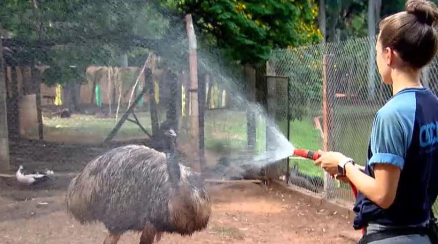 Zoo de Rio Preto adota medidas para aliviar o calor