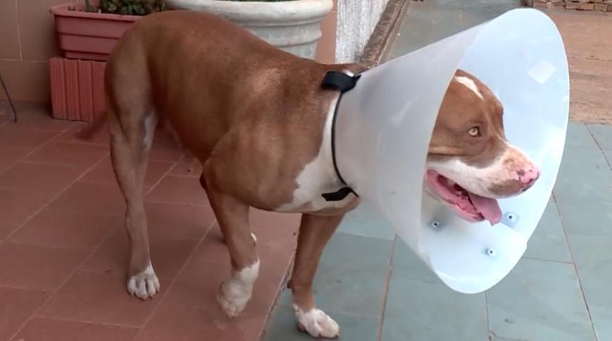Cão é vítima de maus tratos em Cedral