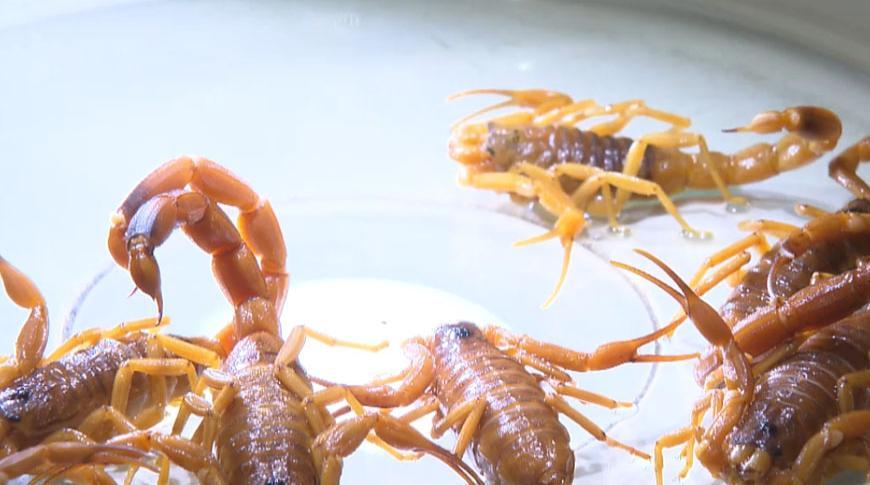 Vigilância Sanitária realiza inspeções para conter proliferação de escorpiões