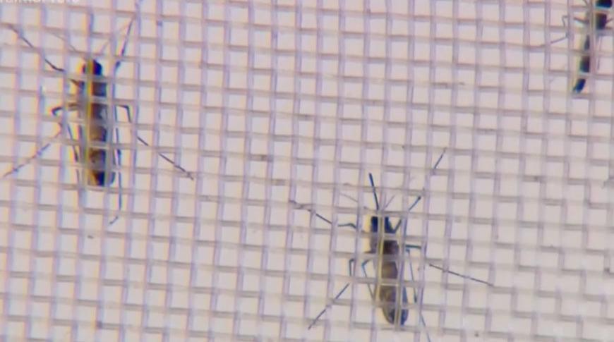 Rio Preto registra o primeiro caso de dengue tipo 3