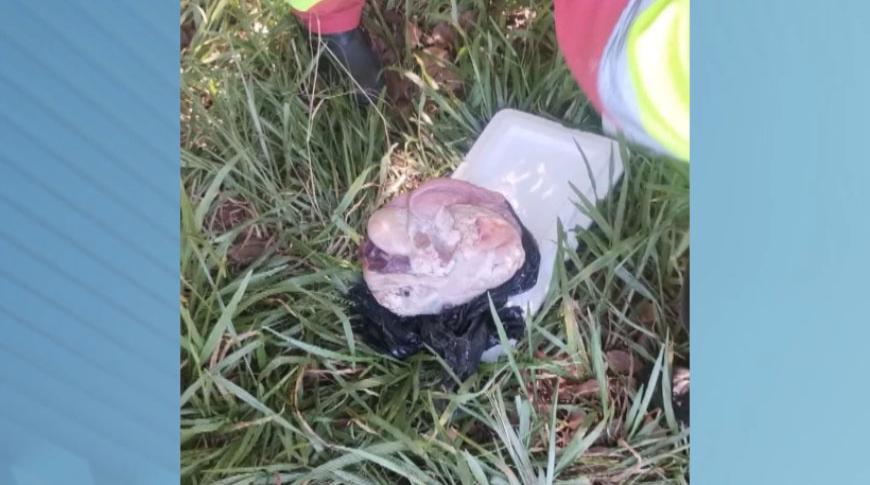 Caixa com possíveis órgãos humanos foi encontrada às margens de rodovia, perto de Santa Adélia