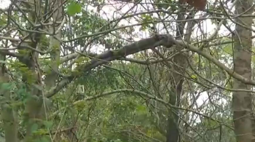 Telespectador flagra jiboia descansando em árvore