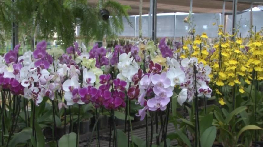 Feira de orquídeas tem flores a preço acessível