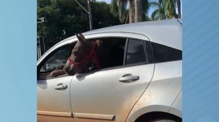 Cavalo é flagrado sendo transportado dentro de carro em Jales
