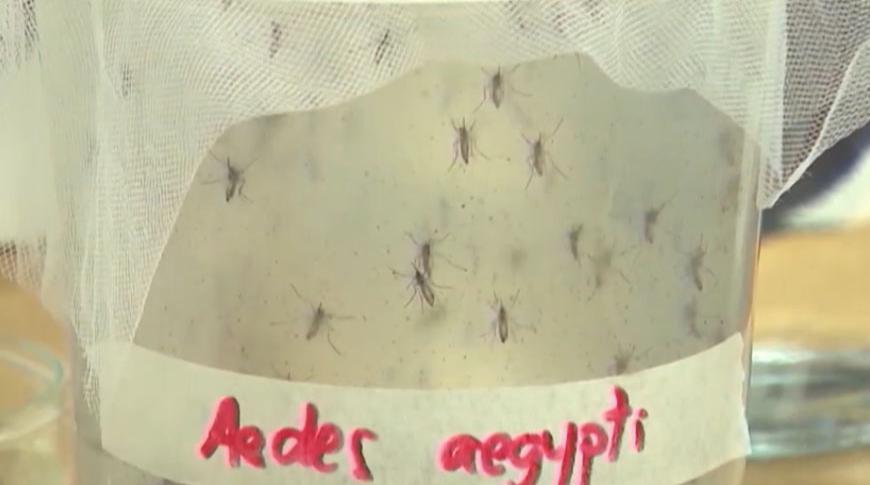 Especialista alerta para riscos da dengue em gestantes