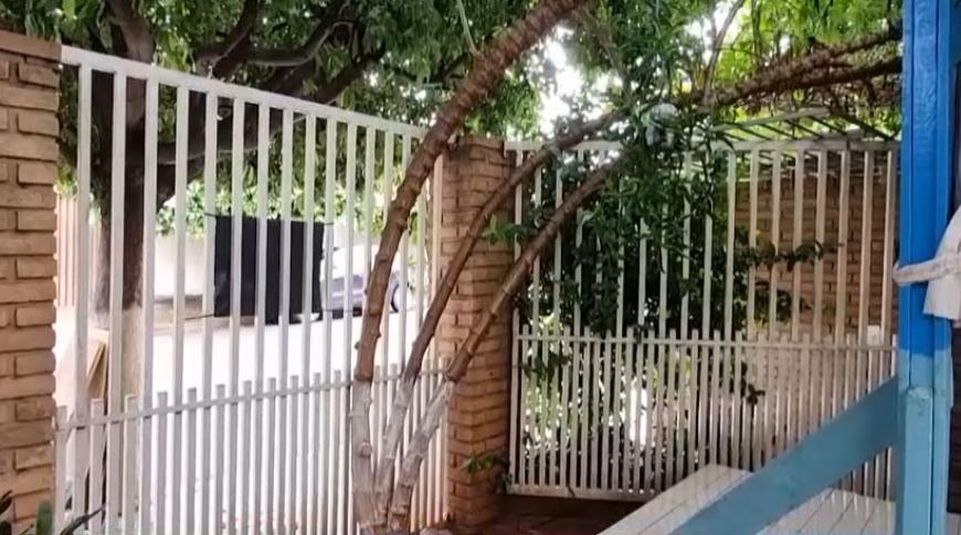 Aposentado de Bady Bassit tem pé de mandioca gigante no quintal