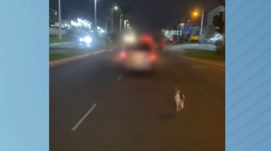 Cão abandonado é flagrado correndo atrás do carro dos donos
