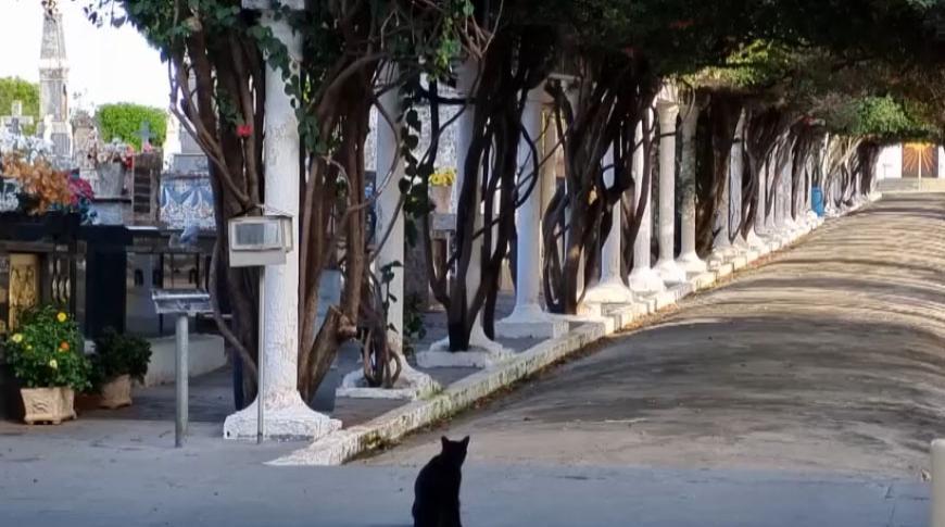 Projeto de lei em Rio Preto libera sepultamento de pets com os tutores