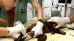 Macacos resgatados debilitados e com intoxicação  podem ter sido vítimas da crueldade humana