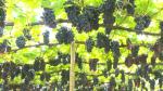 Turismo rural em Urânia proporciona colheita de uvas direto do pé